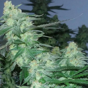 AJs-Sour-Diesel