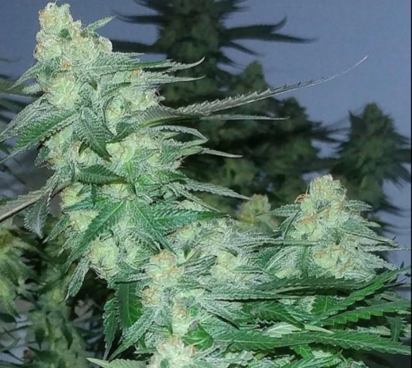 AJs-Sour-Diesel