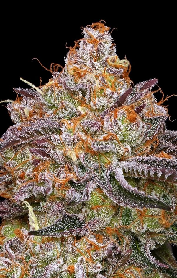 Granny_Candy