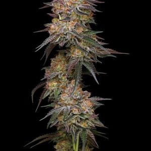 Granny_Candy