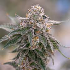 Grape-Gas