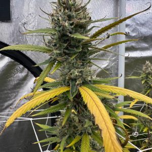 Honey Banana