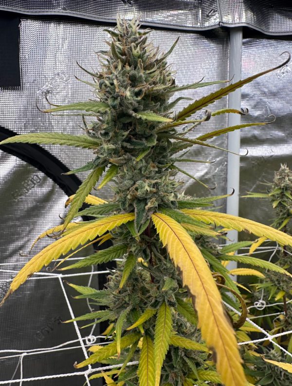 Honey Banana