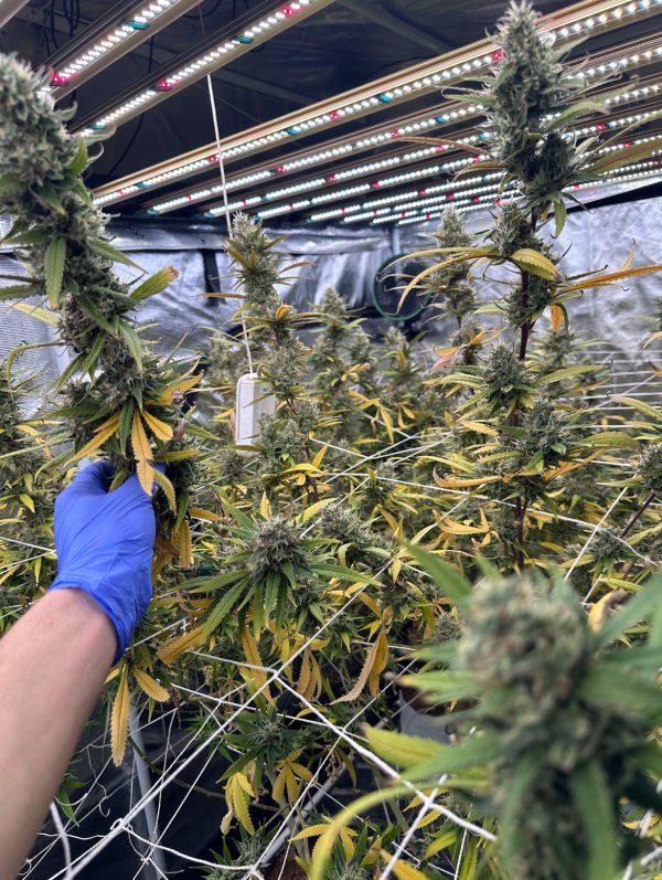 Honey Banana