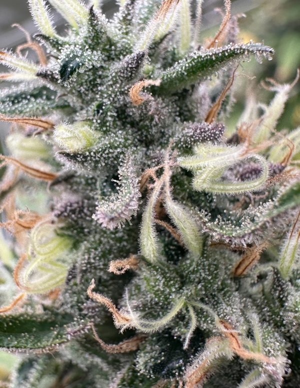 Honey Bananas - Image 7