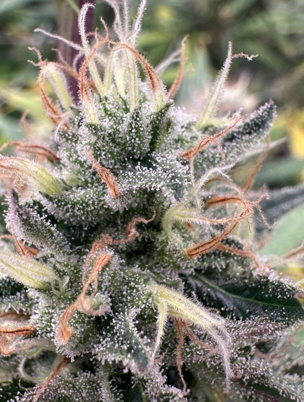 Honey Bananas - Image 5