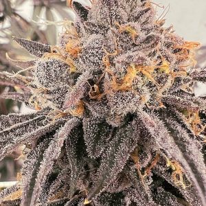 Lemon Cherry Gelato x Pink Runtz