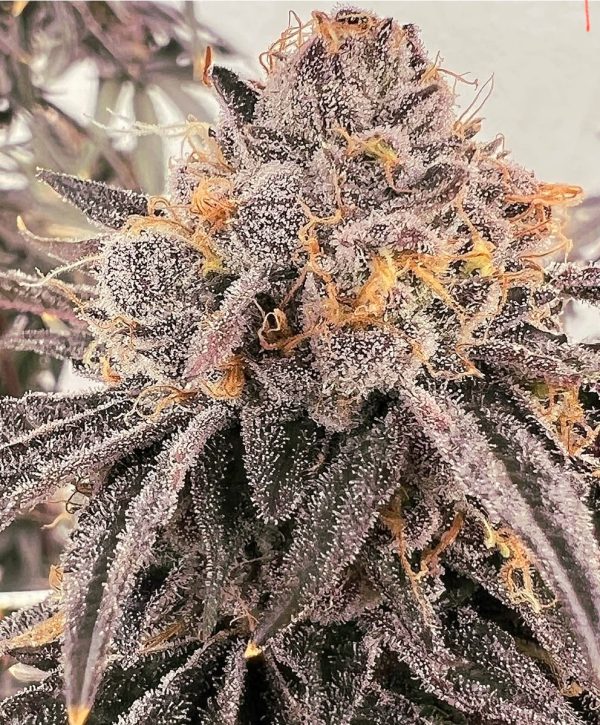 Lemon Cherry Gelato x Pink Runtz