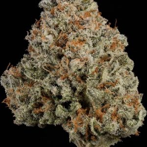 Mimosa