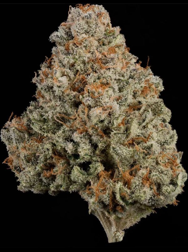 Mimosa