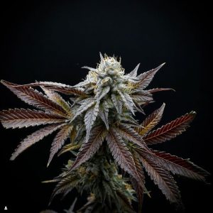 Mule-Fuel