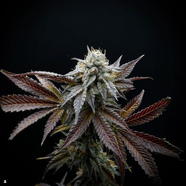 Mule-Fuel
