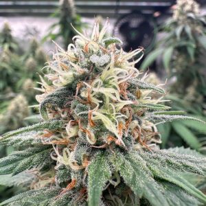 Papaya
