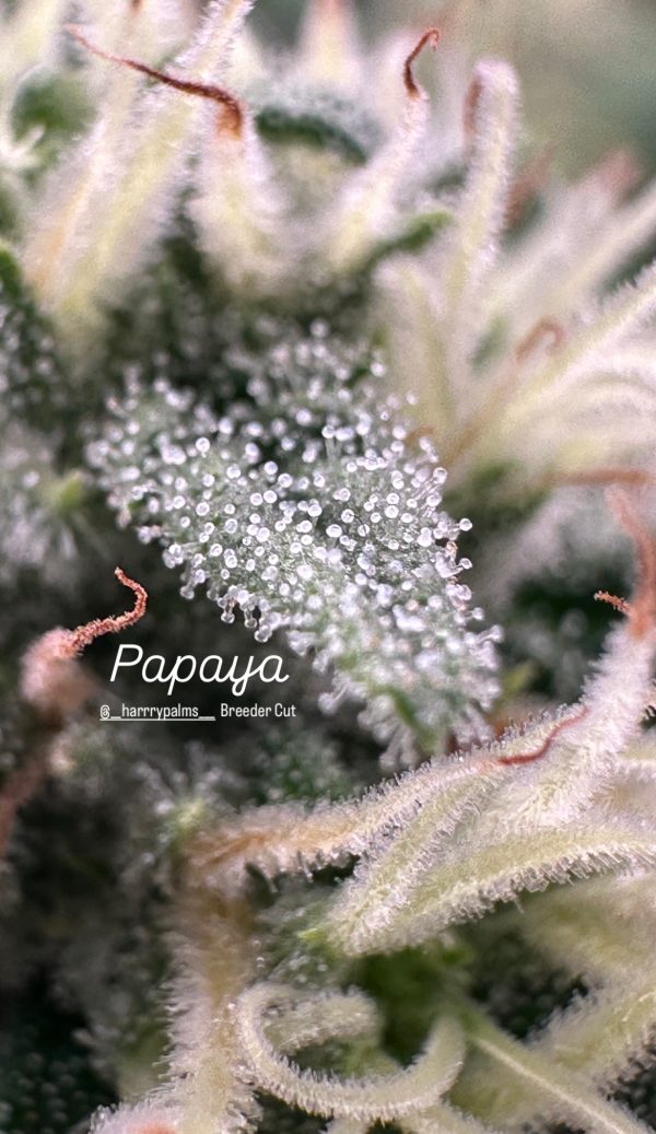 Papaya - Image 13