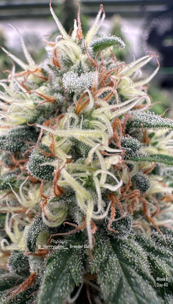Papaya - Image 14