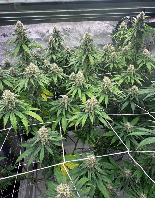 Papaya - Image 6