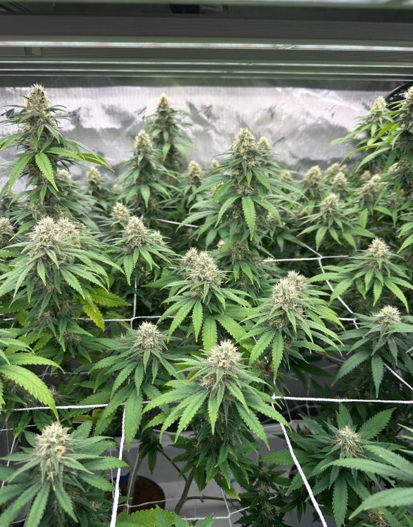 Papaya - Image 10