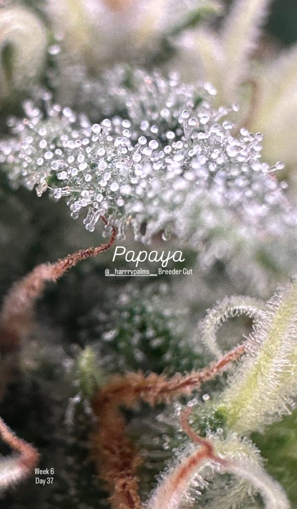 Papaya - Image 11