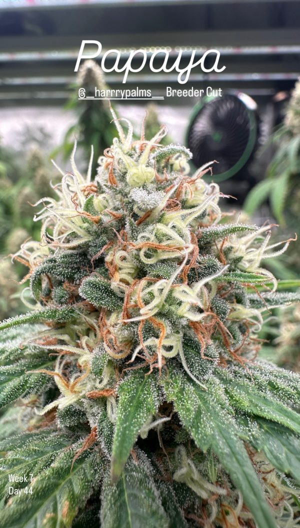 Papaya - Image 12