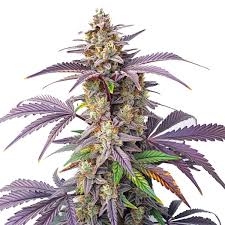 Peanut Butter Breath 8