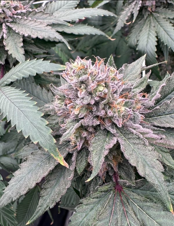 Skunk Venom