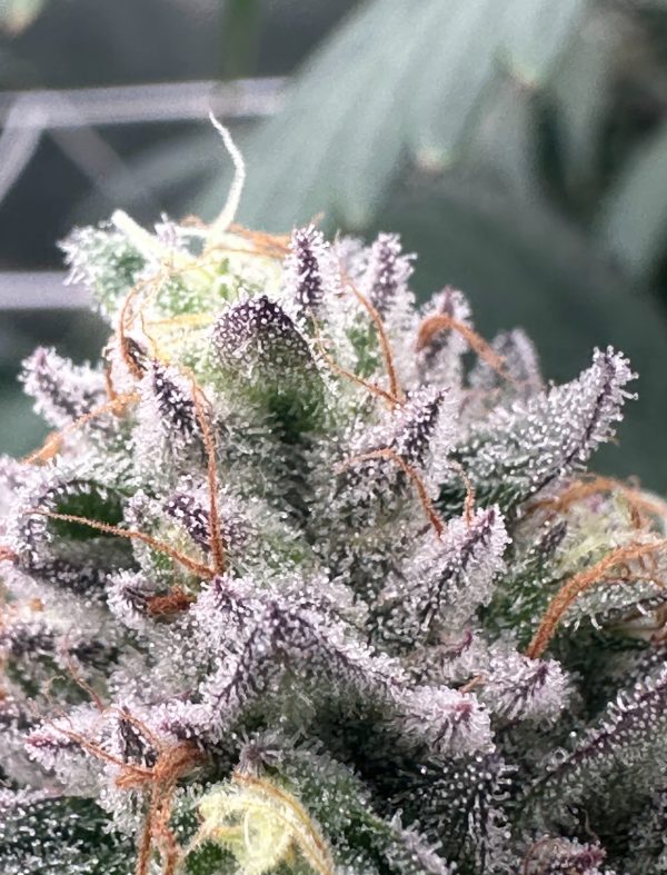 Skunk Venom OG - Image 3
