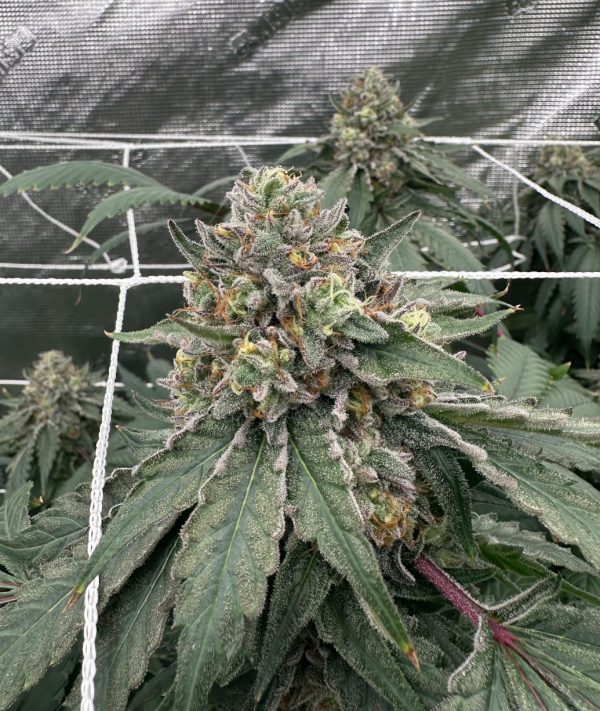 Skunk Venom OG - Image 2