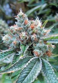 Skywalker OG