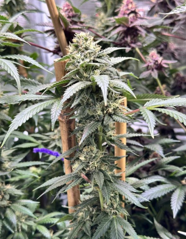 Sticky Rice day 36