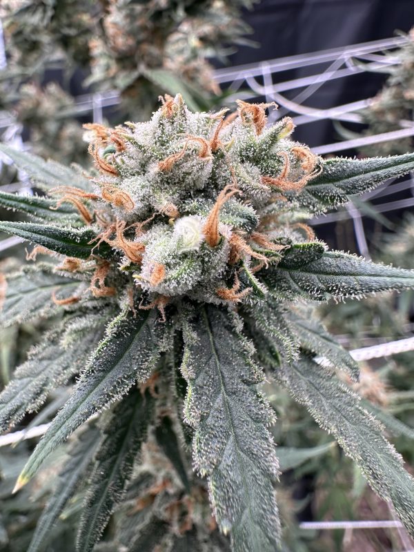 Super Lemon Haze