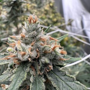 Super Lemon Haze