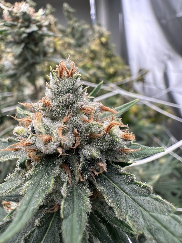Super Lemon Haze