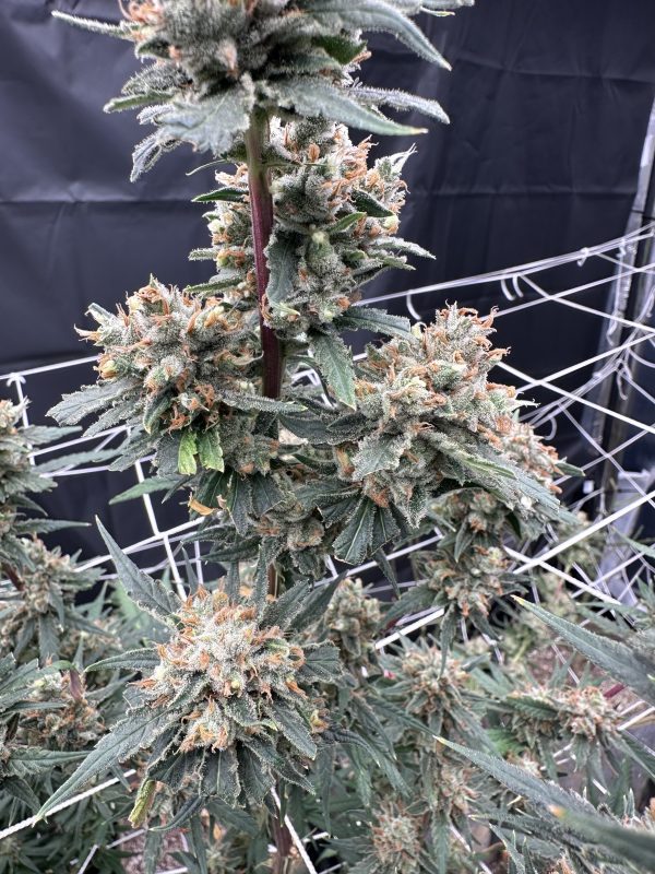 Super Lemon Haze
