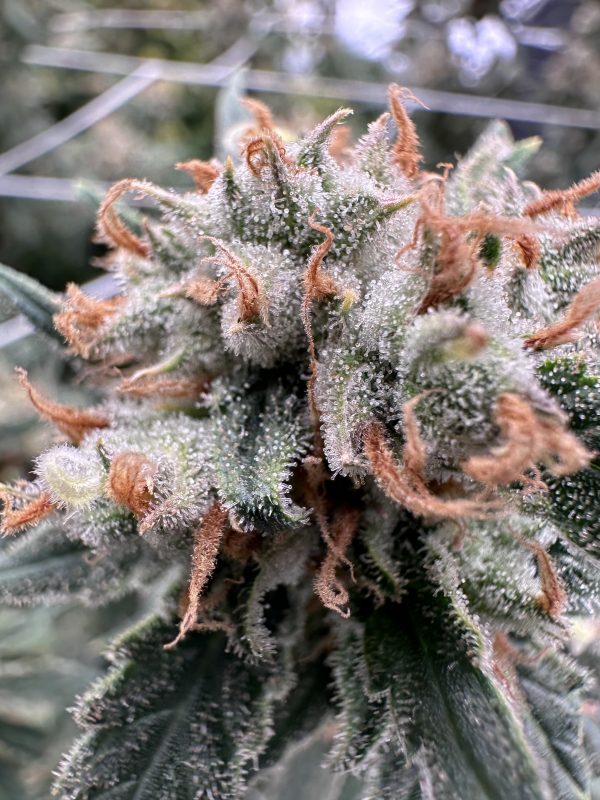 Super Lemon Haze - Image 2