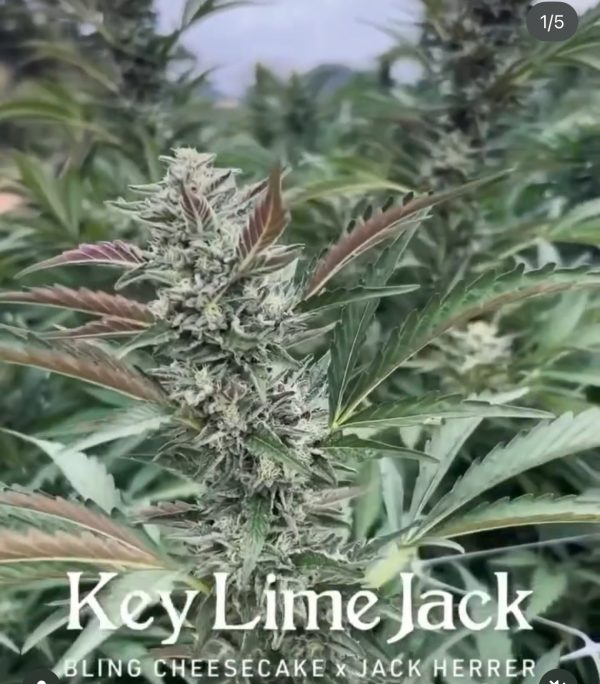 Keylime Jack - Image 3
