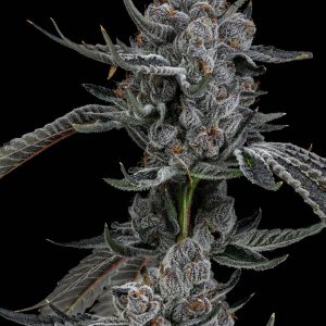 Lemon Cherry Gelato bx2