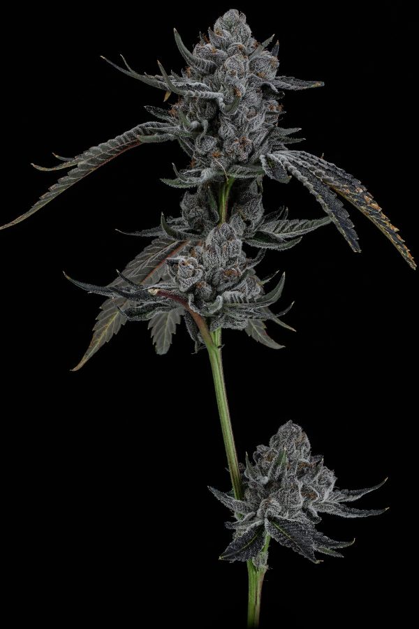Lemon Cherry Gelato bx2 - Image 3