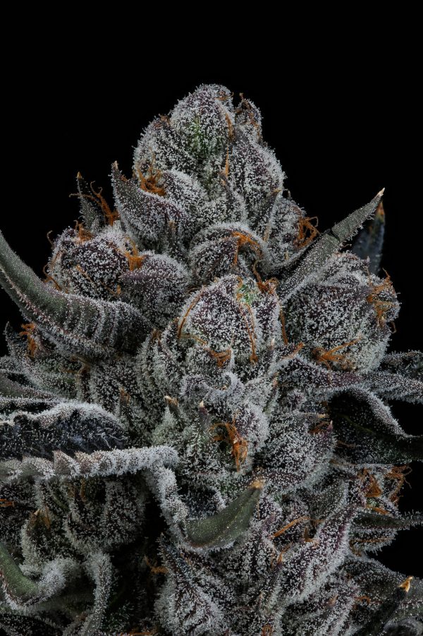 Lemon Cherry Gelato bx2 - Image 4