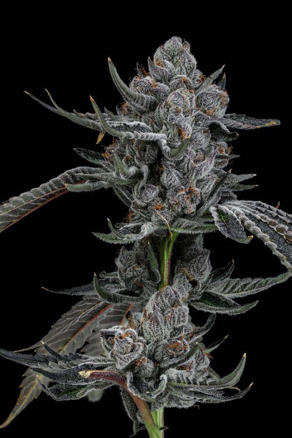 Lemon Cherry Gelato bx2 - Image 5