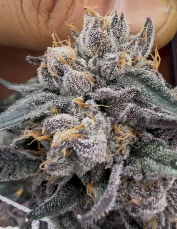 Super Lemon Cherry Gelato - Image 3