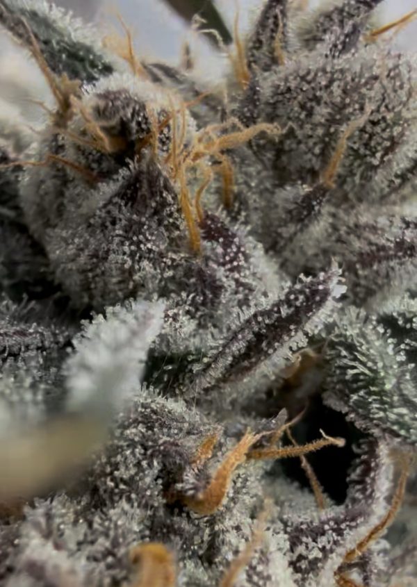 Super Lemon Cherry Gelato - Image 4