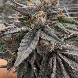 Super Lemon Cherry Gelato