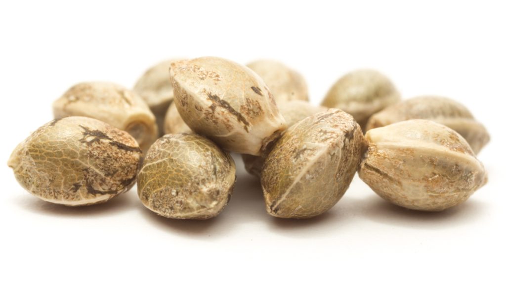 Unique Cannabis Clone Strains