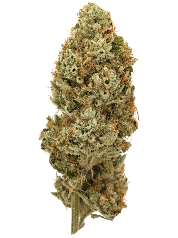 BTY OG, Legend OG, & Motorbreath