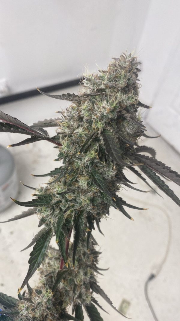 Saba Banana - Image 2