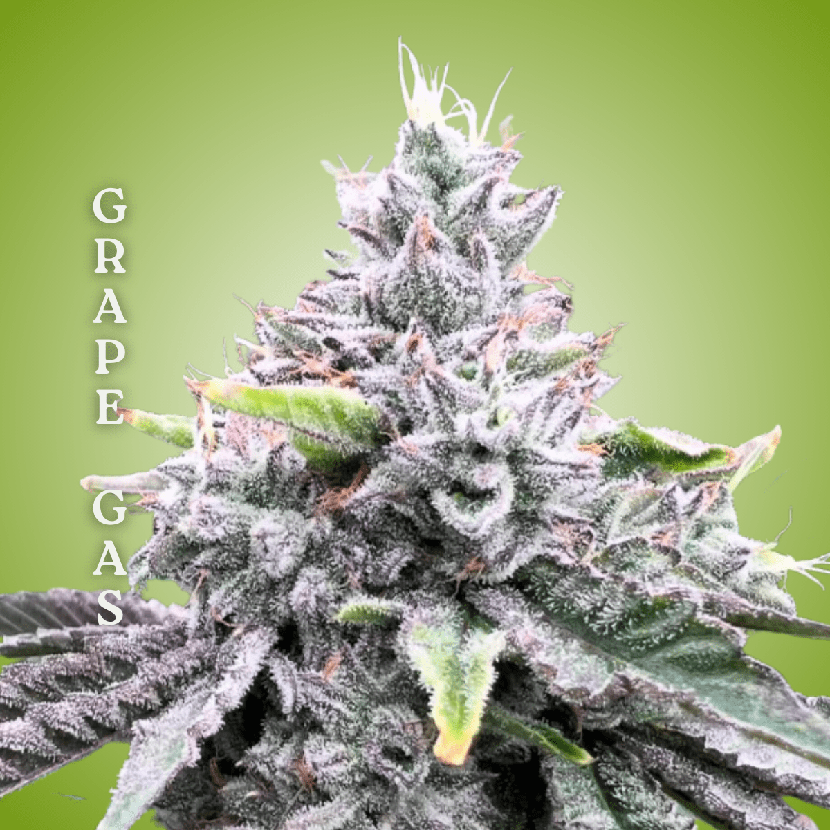 Grape Gas 2-min