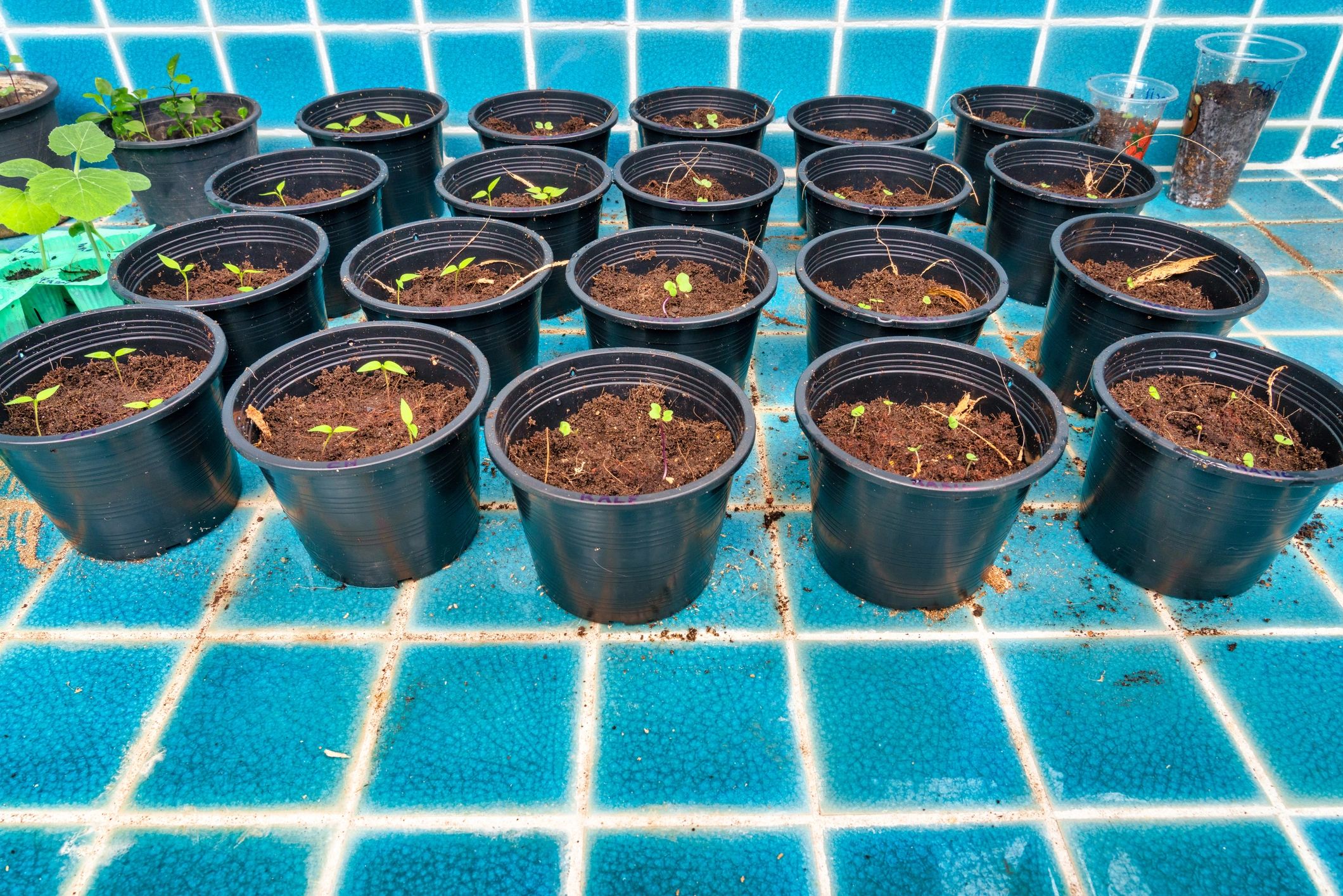 Cultivation plants in a nursery setting