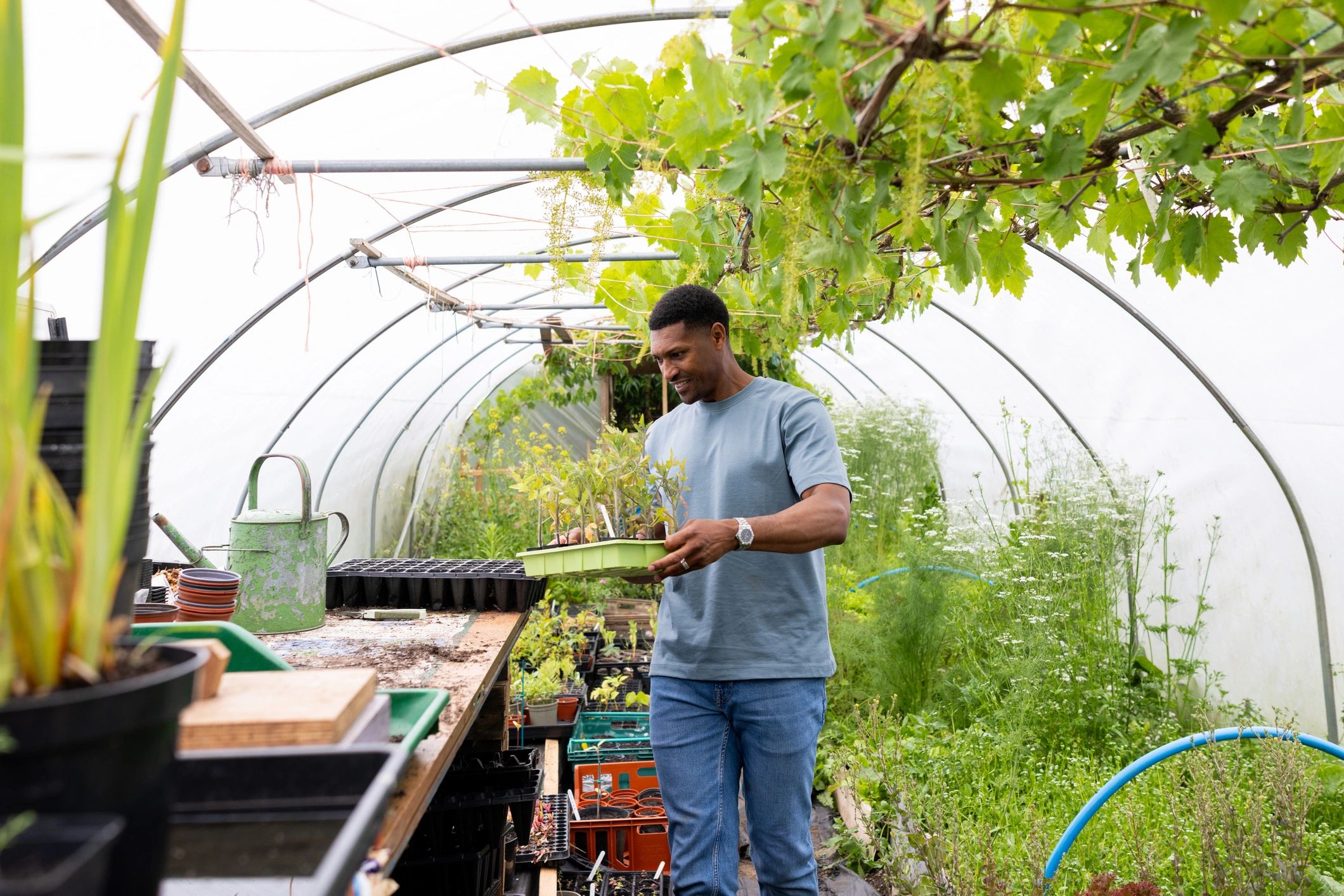 Cultivator tending plants in a greenhouse