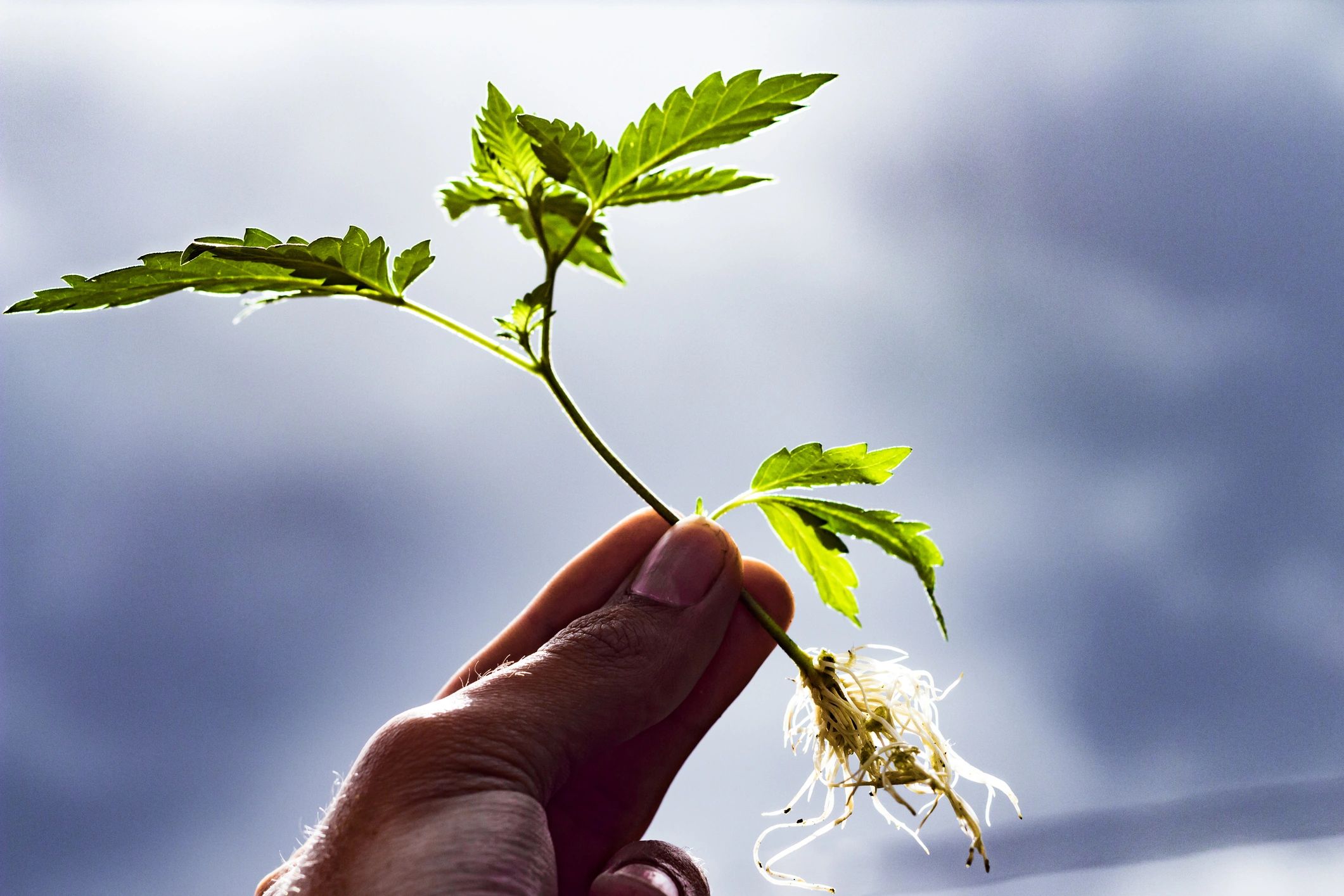 Rooted cannabis clone ready for cultivation